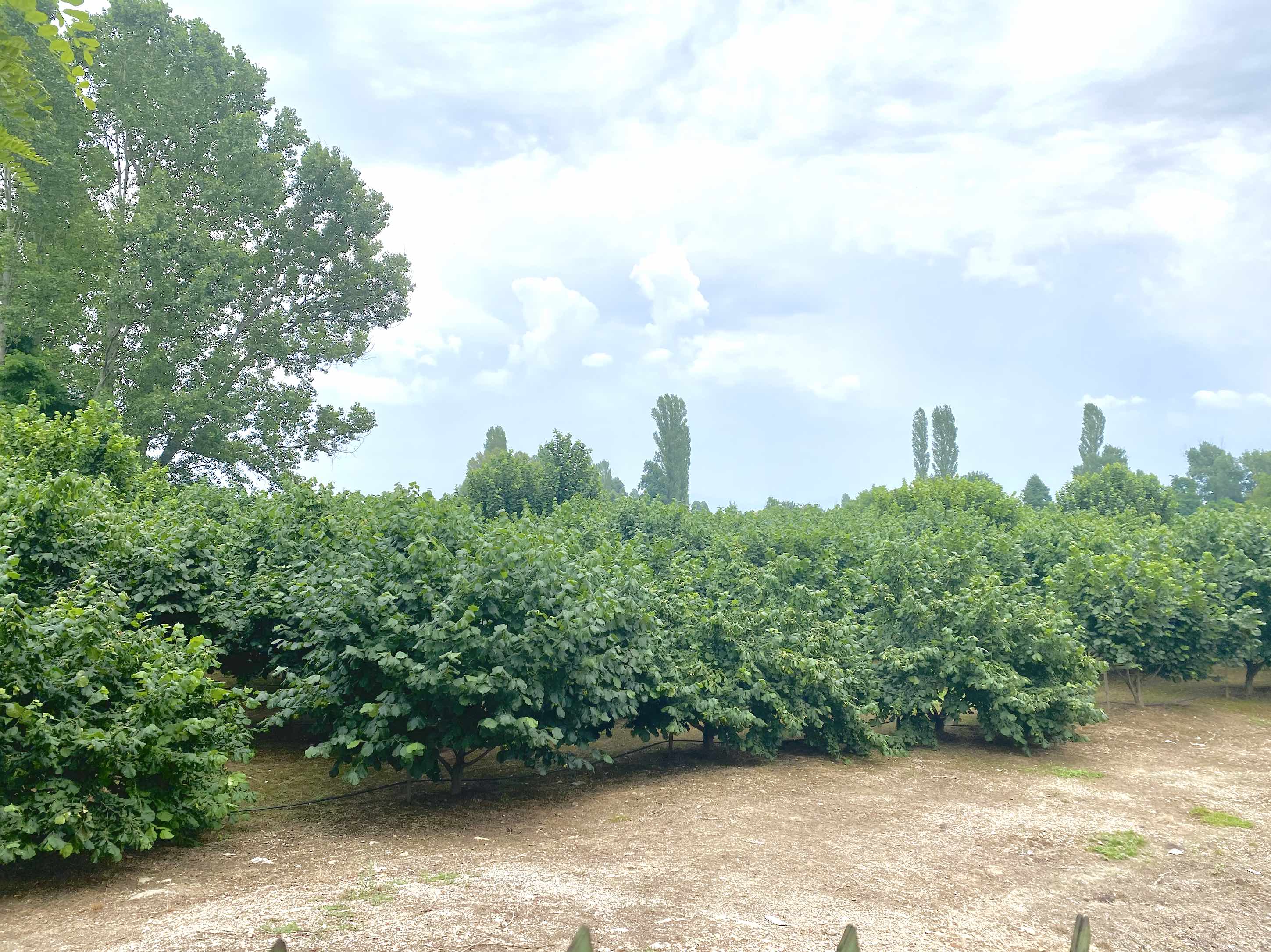 Haselnuss-Plantage Kruševo, Mazedonien